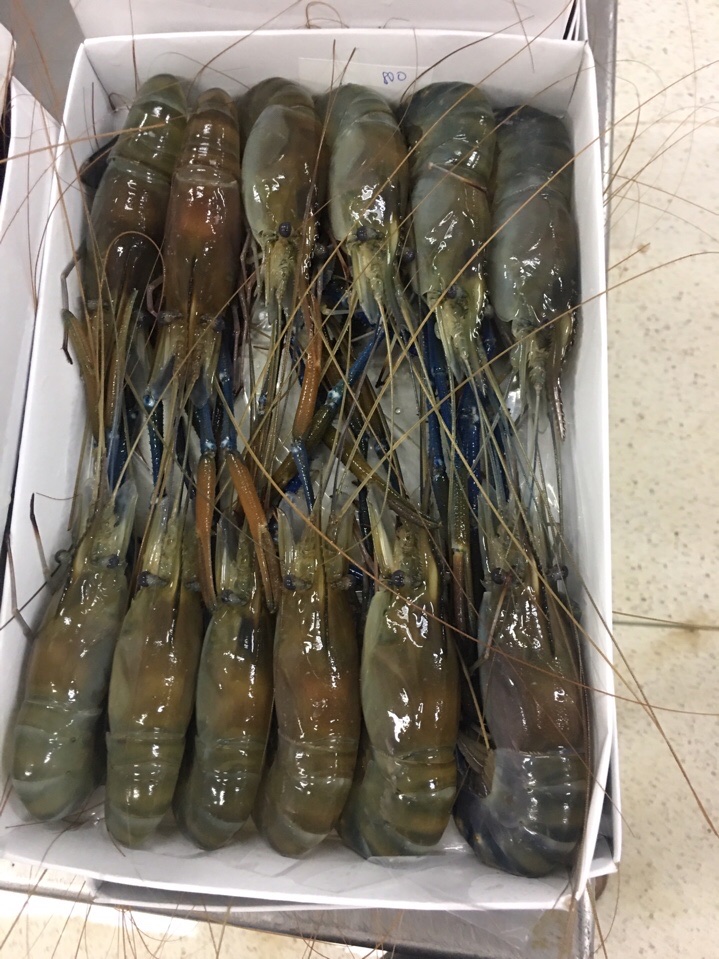 Whole Shrimp (HOSO)