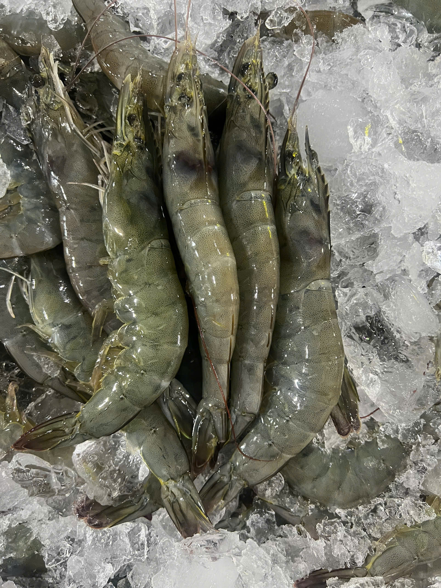 Fresh black tiger shrimp on ice