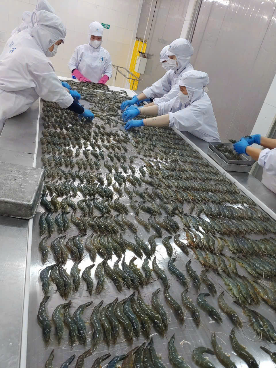 Hand sorting in the processing hall