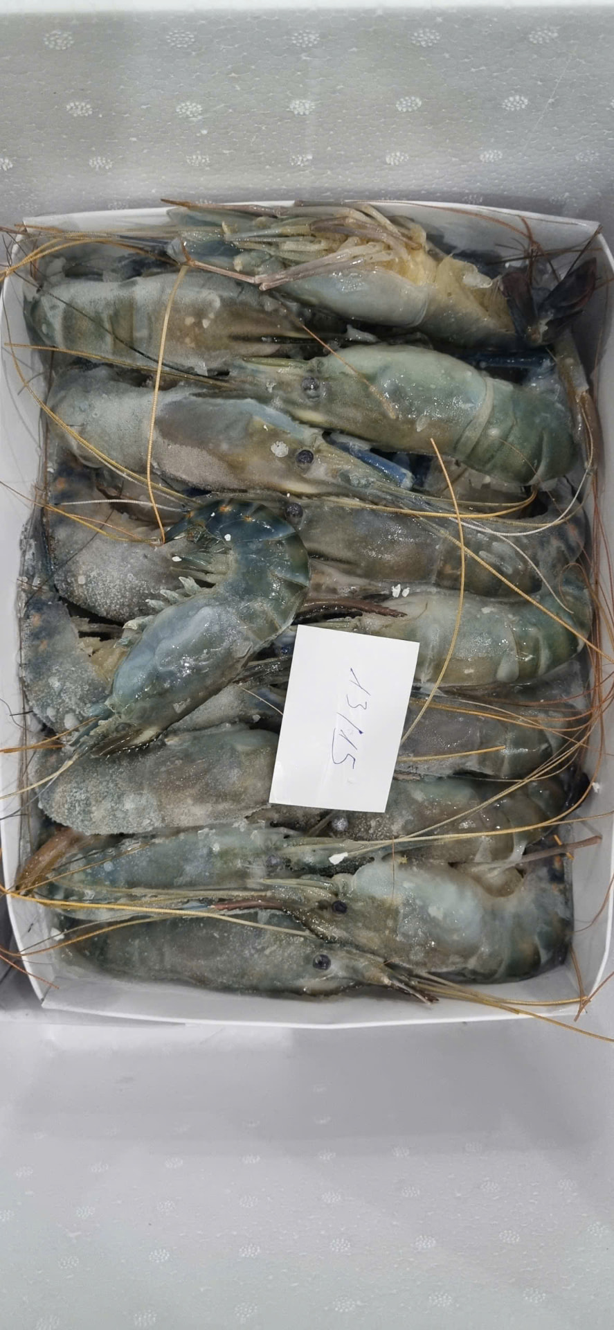 Frozen whole shrimp box, size 13/15
