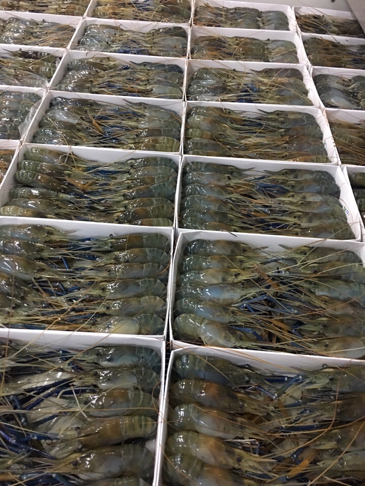 Premium frozen vannamei shrimp on ice