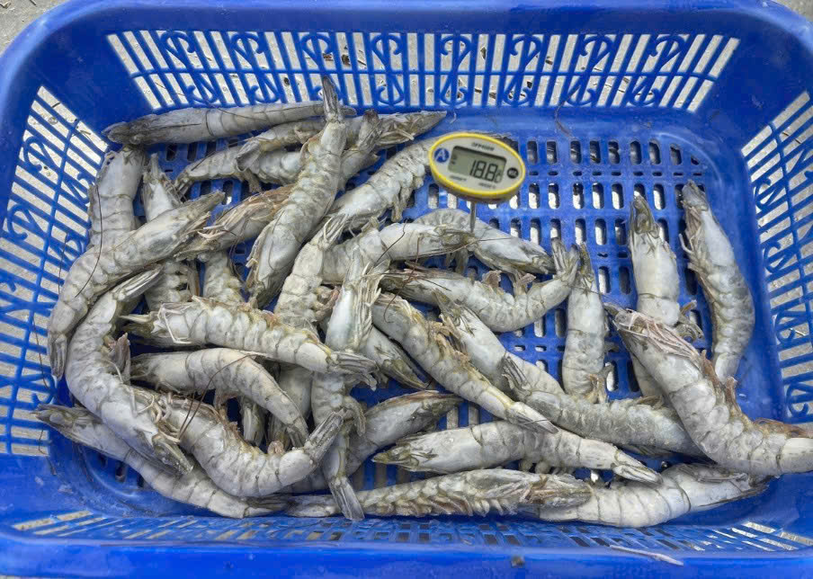 Temperature check of raw shrimp